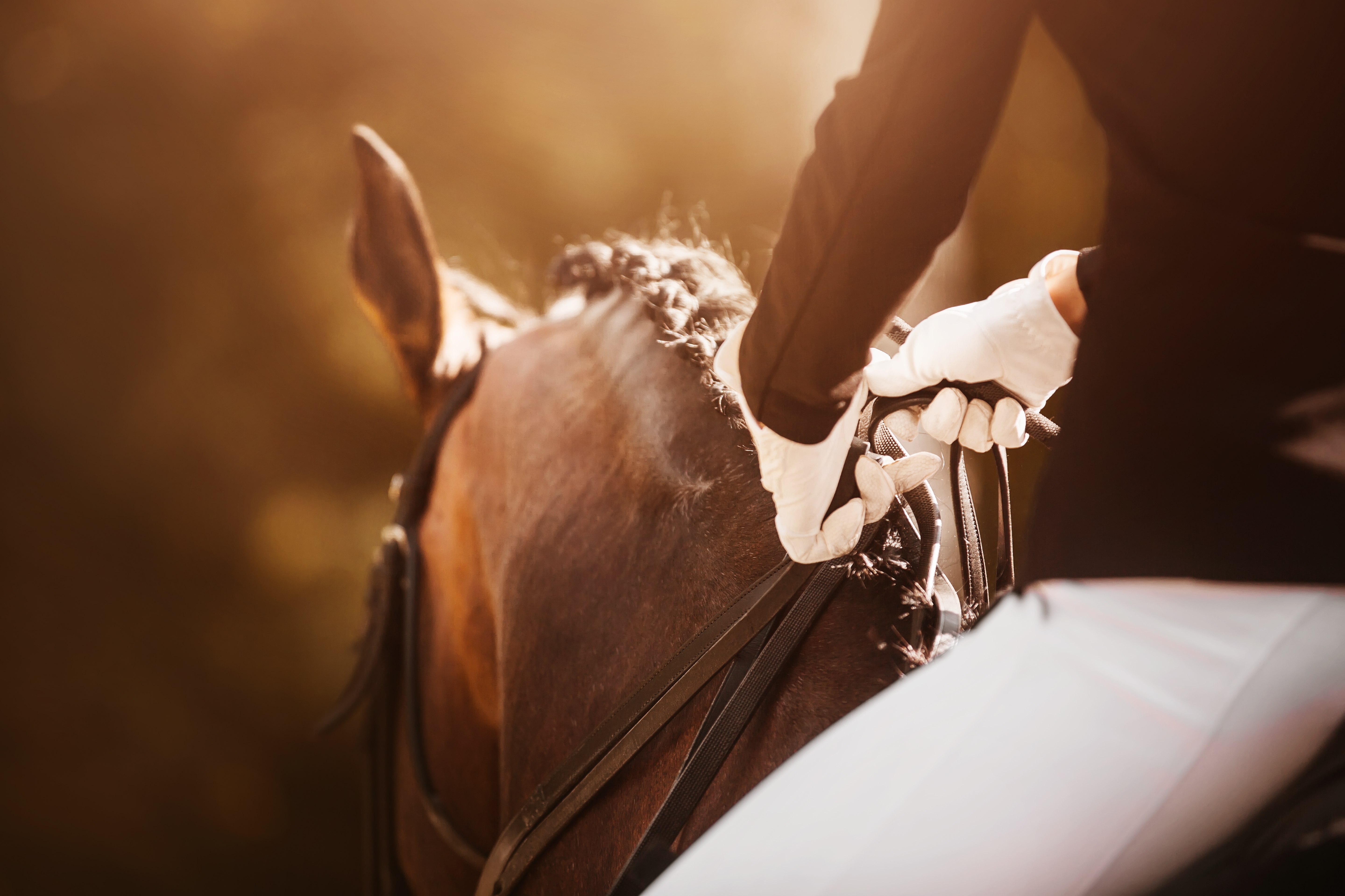 An image of a horse and rider at an event.